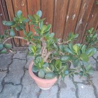 albero di giada 