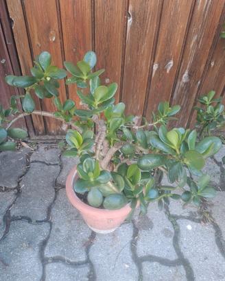 albero di giada 