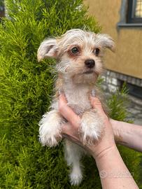 Cucciolo Yorkshire