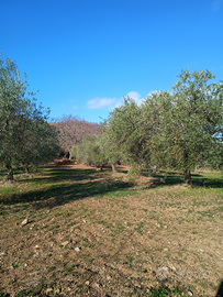 Terreno agricolo con uliveto