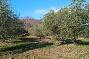Terreno agricolo con uliveto