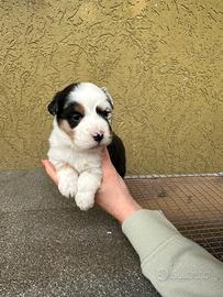 Cuccioli Pastore Australiano