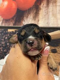 Cuccioli di cocker spaniel con Pedigree Enci