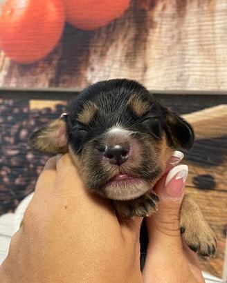 Cuccioli di cocker spaniel con Pedigree Enci