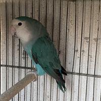 Uccelli