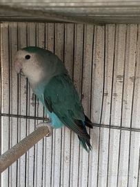 Uccelli