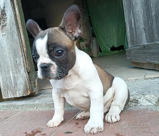 Maschietto bulldog francese