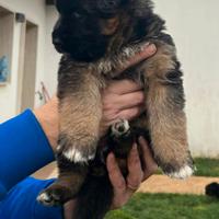 Cuccioli Pastore tedesco