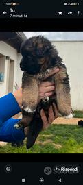 Cuccioli Pastore tedesco