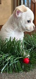 Cucciolo di chihuahia 800