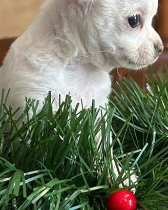 Cucciolo di chihuahia 800