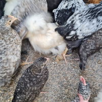 Australorp, tacchini, collonudo della Transilvan