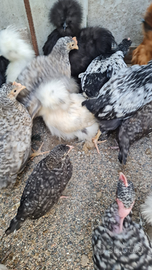 Australorp, tacchini, collonudo della Transilvan