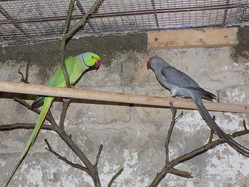 Coppia Parrocchetti dal collare