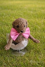 Barboncino femmina red