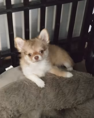 chihuahua con pedigree 