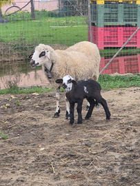 Pecora con agnello