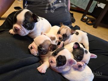 Cuccioli BULLDOGUE FRANCESE