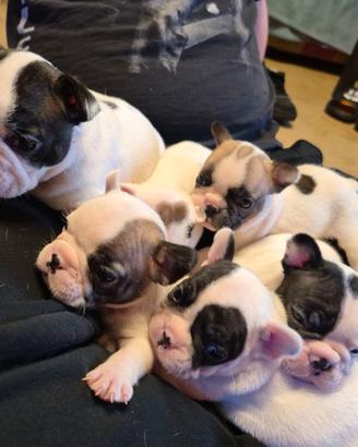 Cuccioli BULLDOGUE FRANCESE