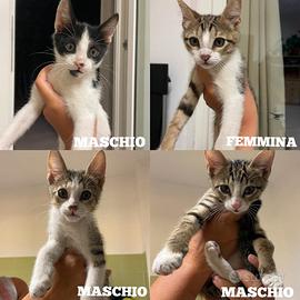 Piccoli gatti tenerissimi pronti per una nuova fam