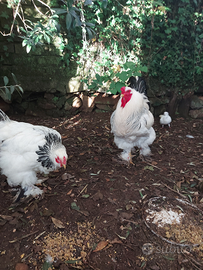 Coppia Brahama Columbia bia e pulcinotti di 4 mesi