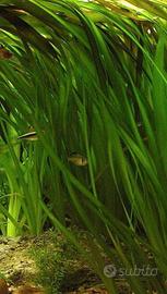 lotto di 5 piante di Vallisneria 