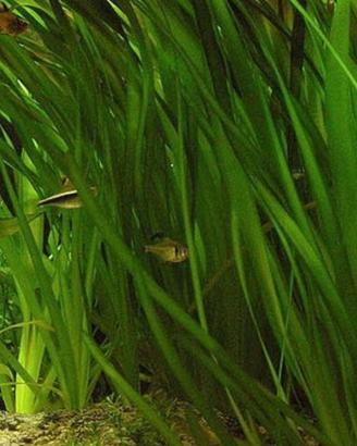 lotto di 5 piante di Vallisneria 