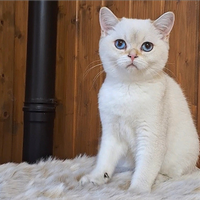 Cuccioli Scottish fold e straight