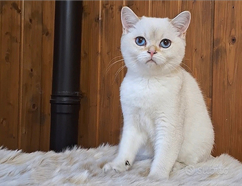 Cuccioli Scottish fold e straight