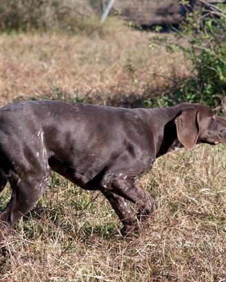 Bracco tedesco kurzhaar