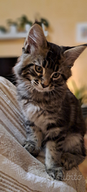 Maine Coon maschio