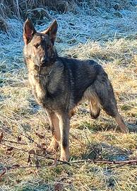 Pastore tedesco grigio