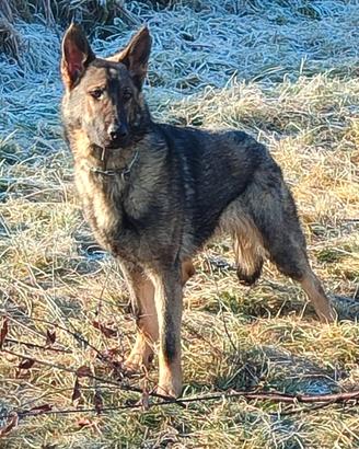 Pastore tedesco grigio