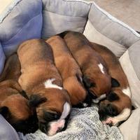 Boxer cuccioli