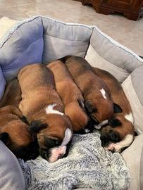 Boxer cuccioli