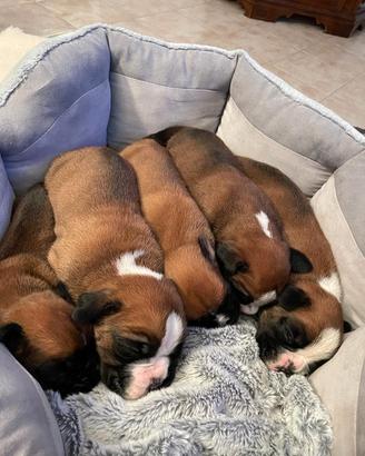 Boxer cuccioli