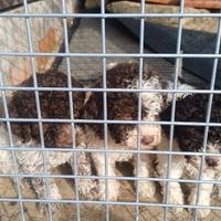 Cane tartufo lagotto romagnolo pedigree
