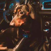 Bassotto nano per monta