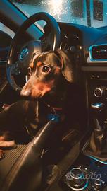 Bassotto nano per monta