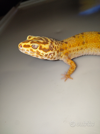 Geco Leopardino S.G. (Eublepharis Macularius)