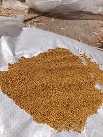 Agricoltura