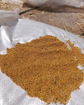 Agricoltura