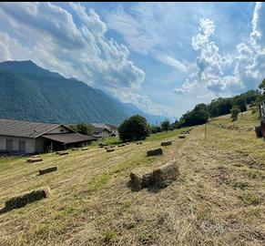 Balle di Fieno Rettangolari