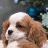 Cavalier king