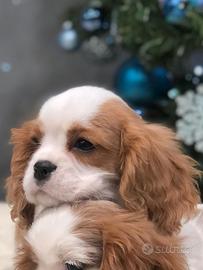 Cavalier king