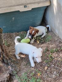 Cuccioli di jack russell