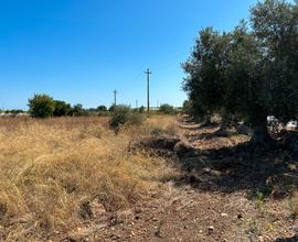 Terreno agricolo sulla sp84