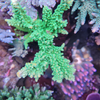 Acropora Tortuosa corallo SPS acquario marino