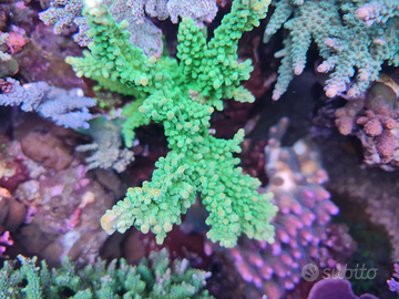 Acropora Tortuosa corallo SPS acquario marino