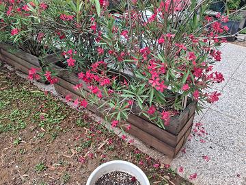 8 oleandri con vasi e vasche in legno 
